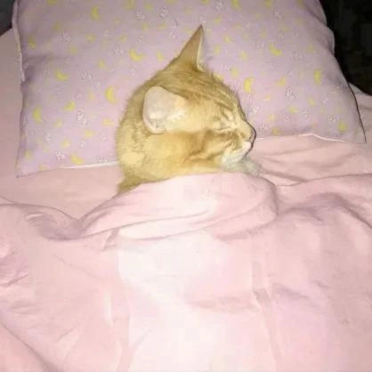 Sleepyduck emote
