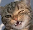 grrr emote