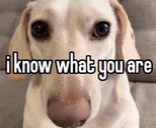 Iknowwhatyouare emote