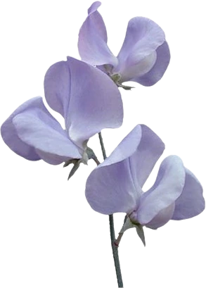 Purple_Flower emote