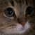 catmeow1 emote