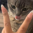 catlick emote
