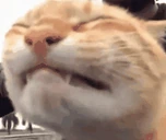 kikikikiki emote