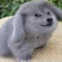 hi static emote