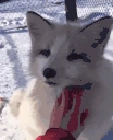 PETTHEFOX emote