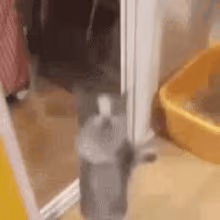 YippeeCat emote