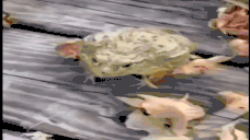 JU animated emote