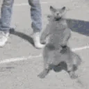 YOOOCATBEHITTINTHESILENTO emote