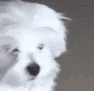 woof emote