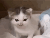 kitty animated emote
