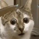 WTF emote
