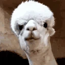 VeryPog emote