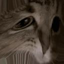 moew emote