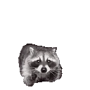 raccAttack emote