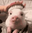 pigBrush emote