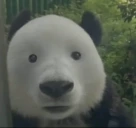 Bear emote