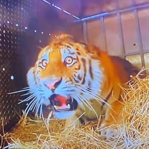 flabbergasted_tiger emote
