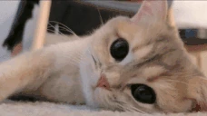 aww emote