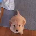 waggies emote