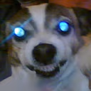 blue_eyes_white_doggo emote