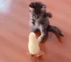 fight emote