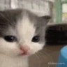cat emote