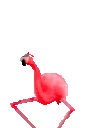 FlamingoDance emote