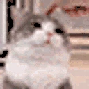iidiot emote