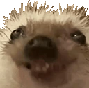xdd emote