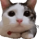 NOIDONTTHINKSO emote