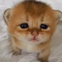 BigPoo emote