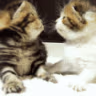 CE_Kith3 emote
