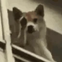 DogGo emote