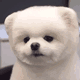 PuppyHeadTilt animated emote