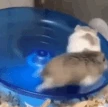 hamsterrun emote
