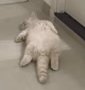 catdead emote