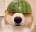 doog emote