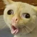 GaggingCat emote