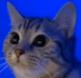 cat emote