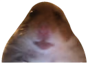 Dahampter emote