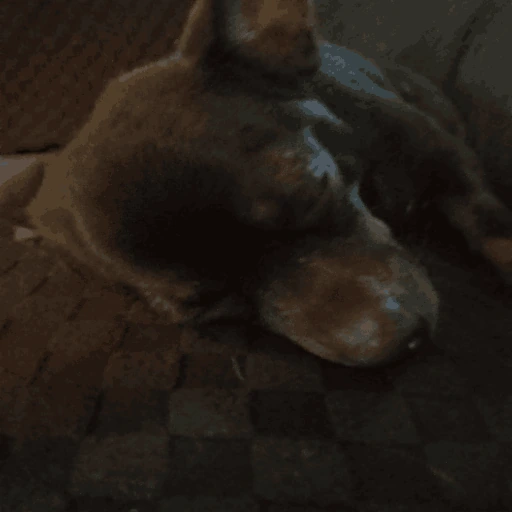 sleeepy_dog emote