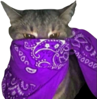 purple_bandana_cat emote