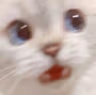 CE_SCREMMMMMM5 emote