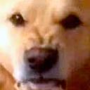 dogrrr emote