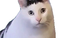 HUHcat emote