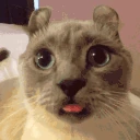duh emote