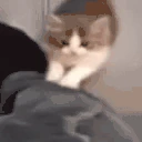 CatClimb emote