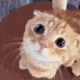 cat_plead emote