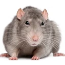 rat emoji