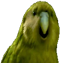 RareParrot emoji